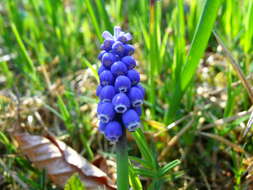 Imagem de Muscari armeniacum H. J. Veitch