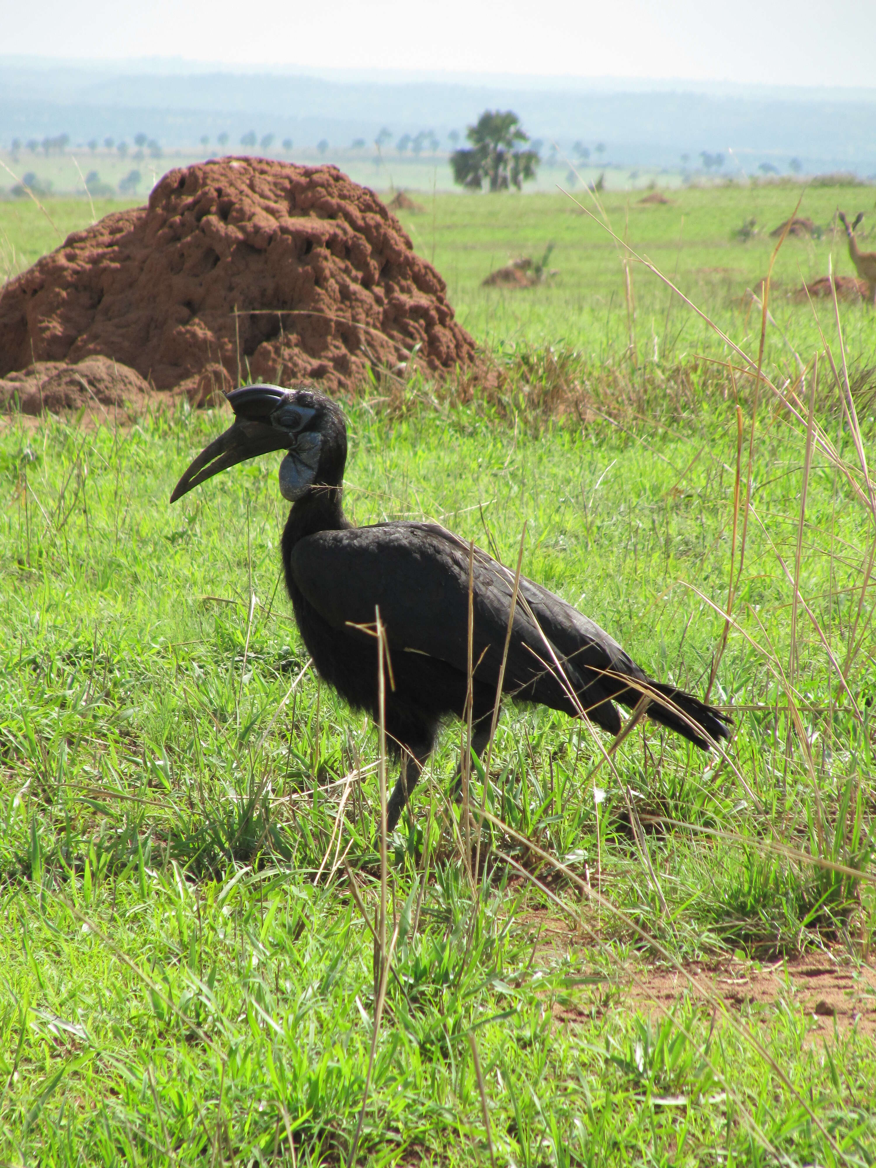 Image of Abyssinian Ground Hornbill