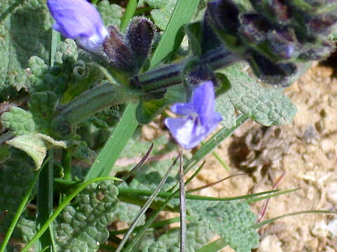 Image of verbena sage