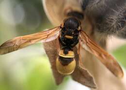 Image of Ancistrocerus lineativentris Cameron 1906