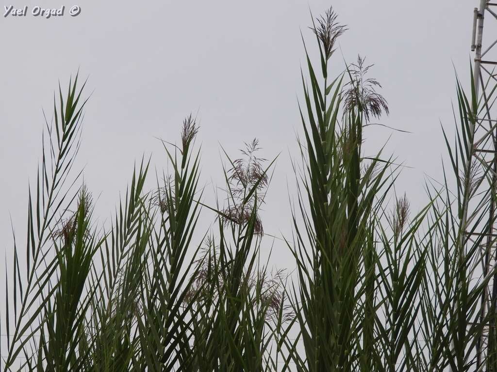 Plancia ëd Phragmites australis subsp. australis