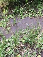 Image of rat-tail grass