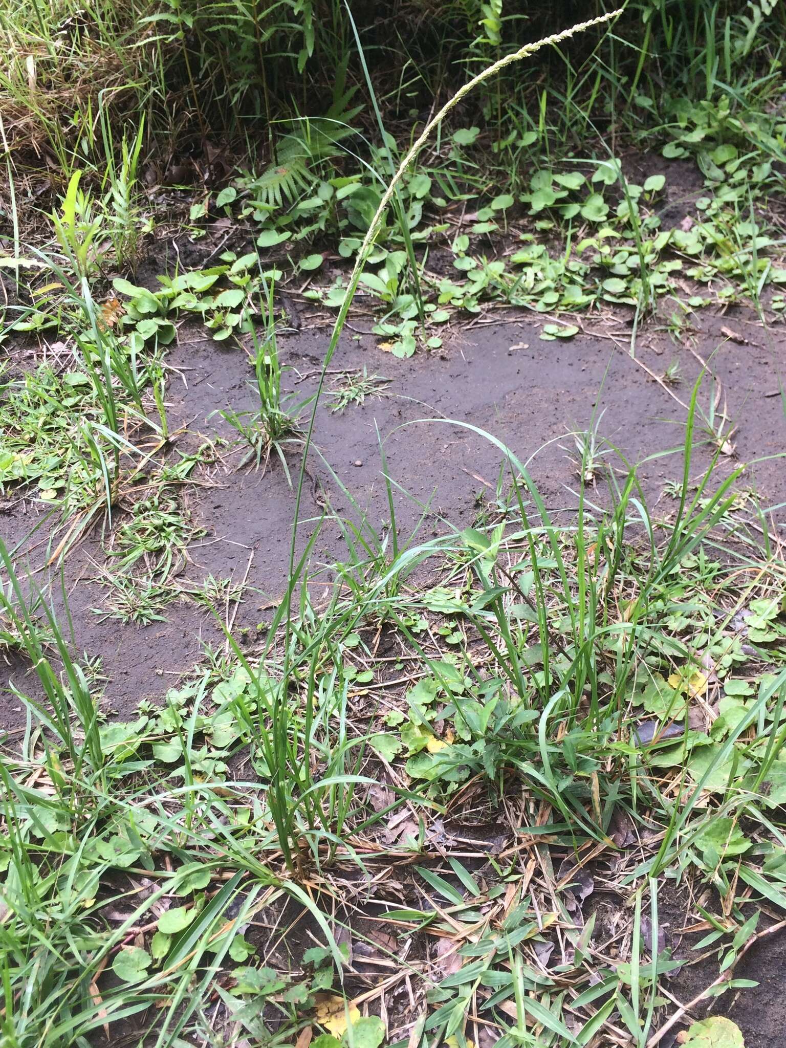 Image of rat-tail grass