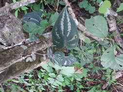 Image of Dioscorea cyanisticta J. D. Sm.