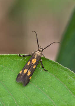 Image of Eretmocera impactella Walker 1864