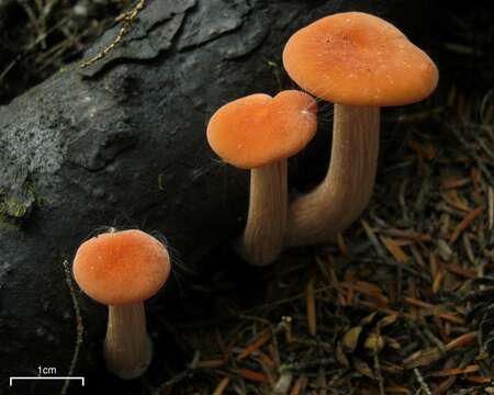 Image of Laccaria laccata (Scop.) Cooke 1884