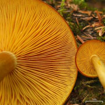 Image of Tricholomopsis decora (Fr.) Singer 1939