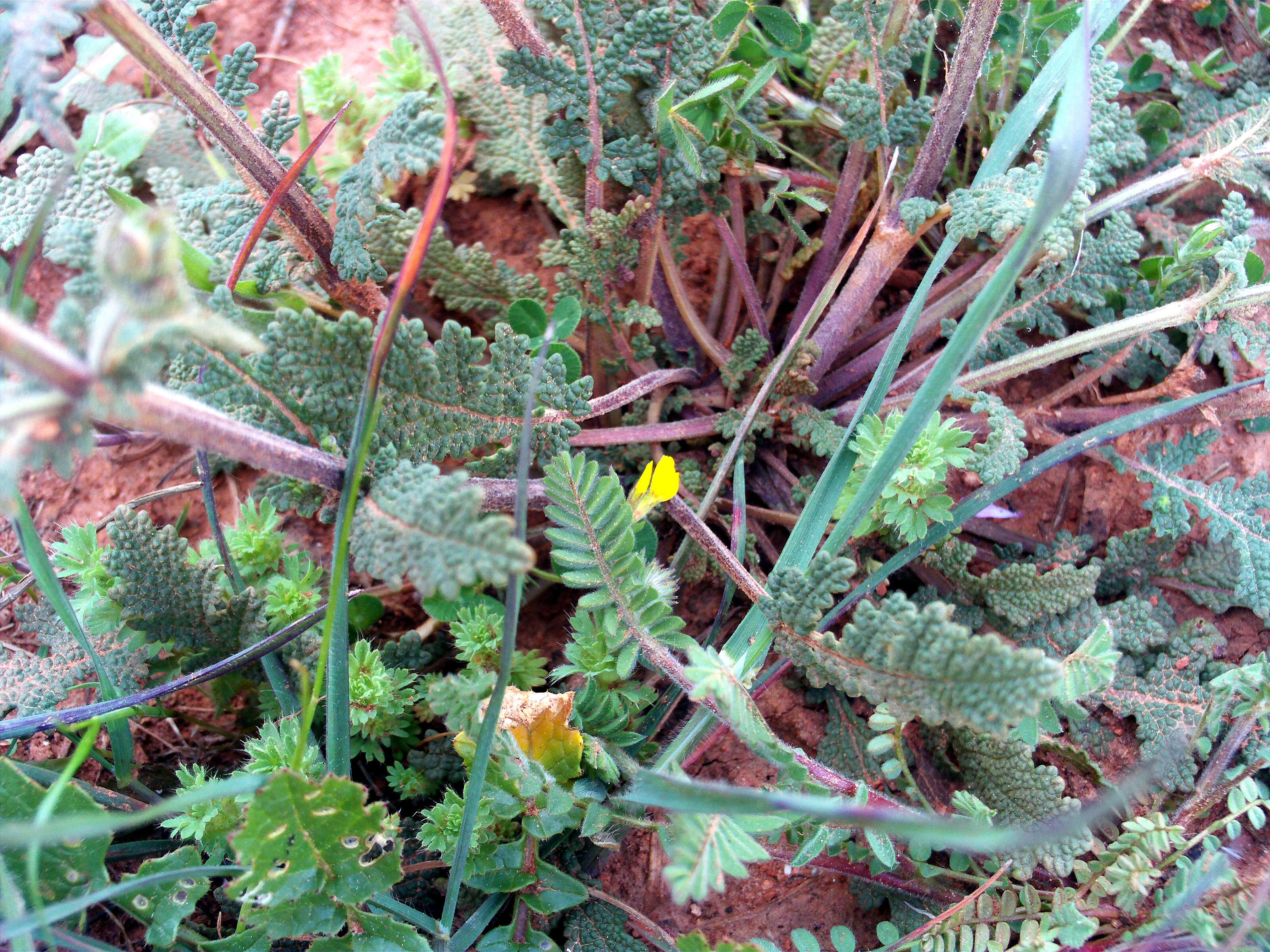 Image of verbena sage