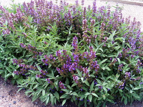 Imagem de Salvia officinalis L.