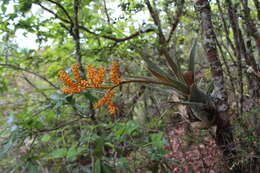 صورة Catopsis subulata L. B. Sm.