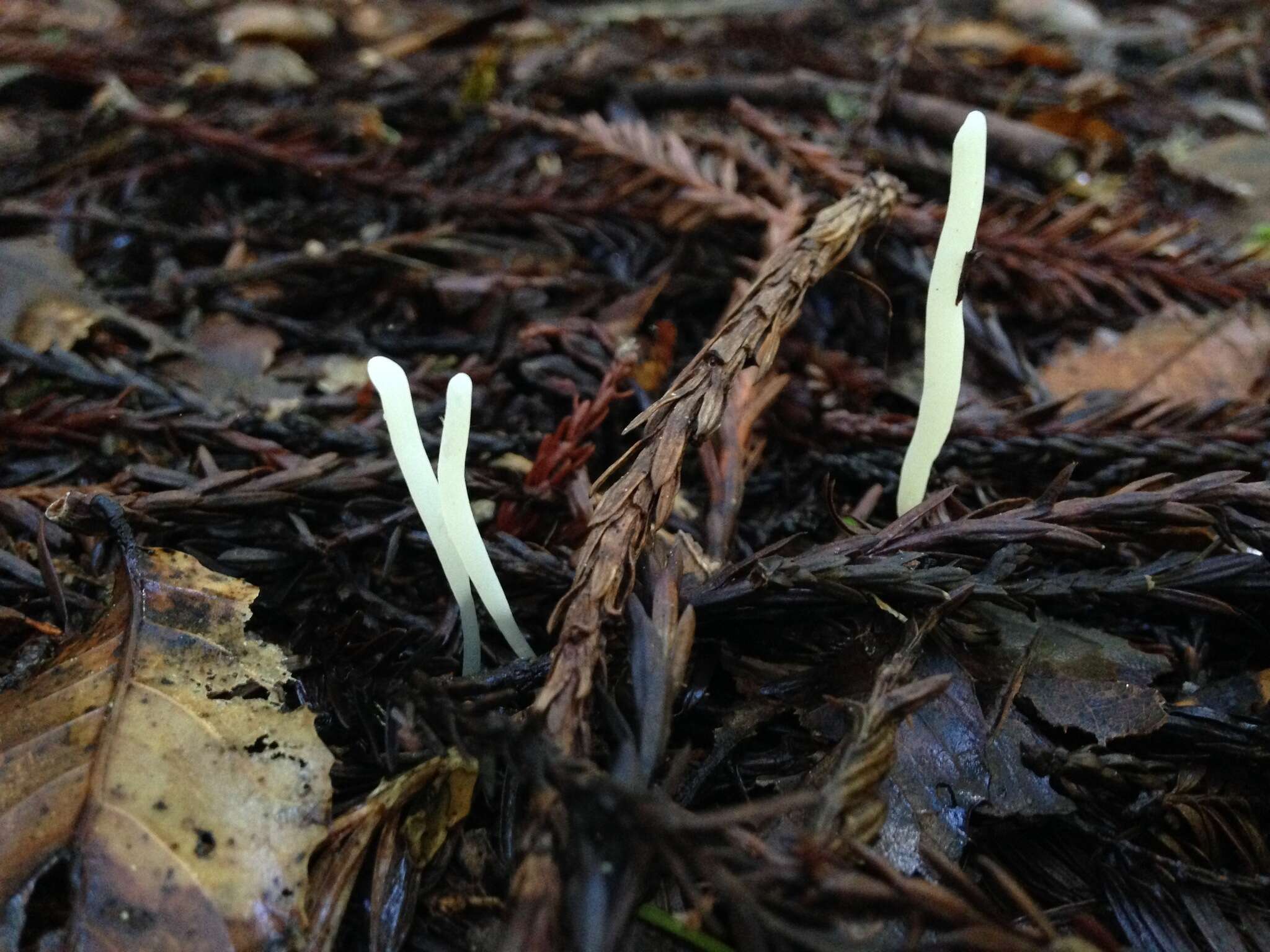 Clavaria falcata Pers. 1794 resmi