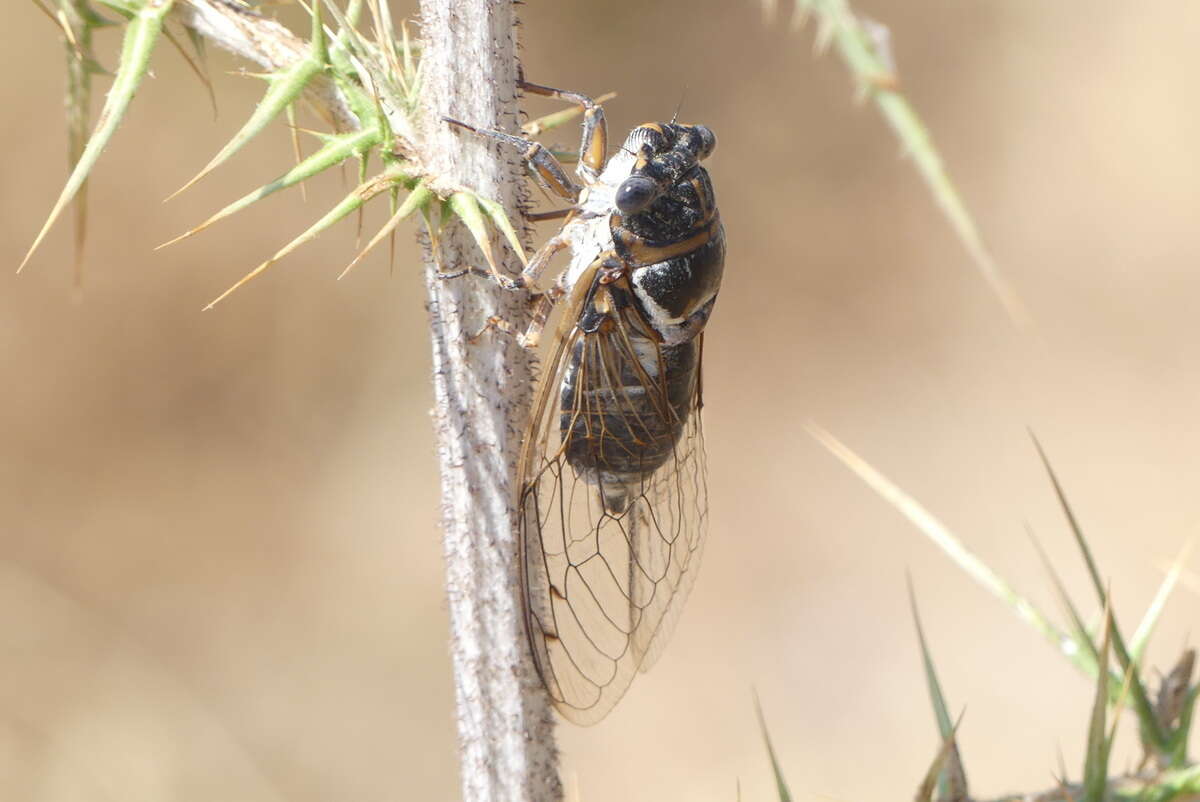 Image of Tibicen gemellus (Boulard 1988)