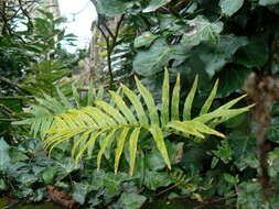 Image de Polypodium cambricum L.