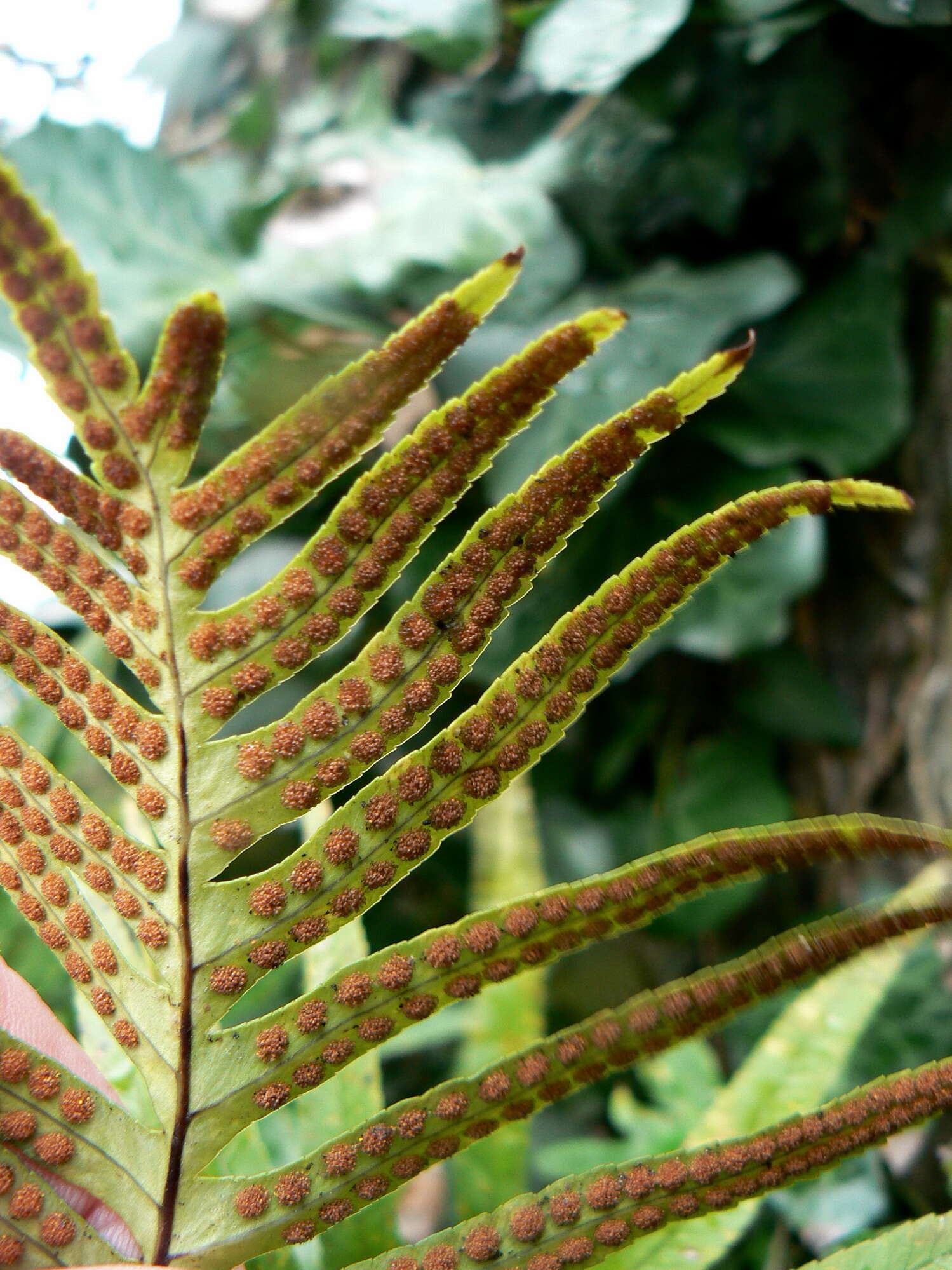 Image de Polypodium cambricum L.