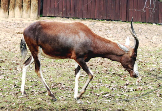 Image of Blesbok