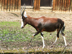 Image of Blesbok