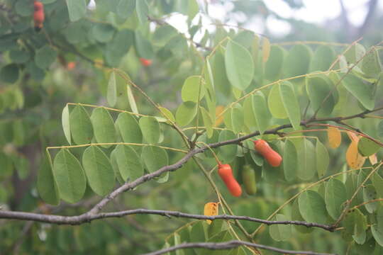 Image of Rourea coccinea (Thonn. ex Schum.) Hook. fil. ex Hook.