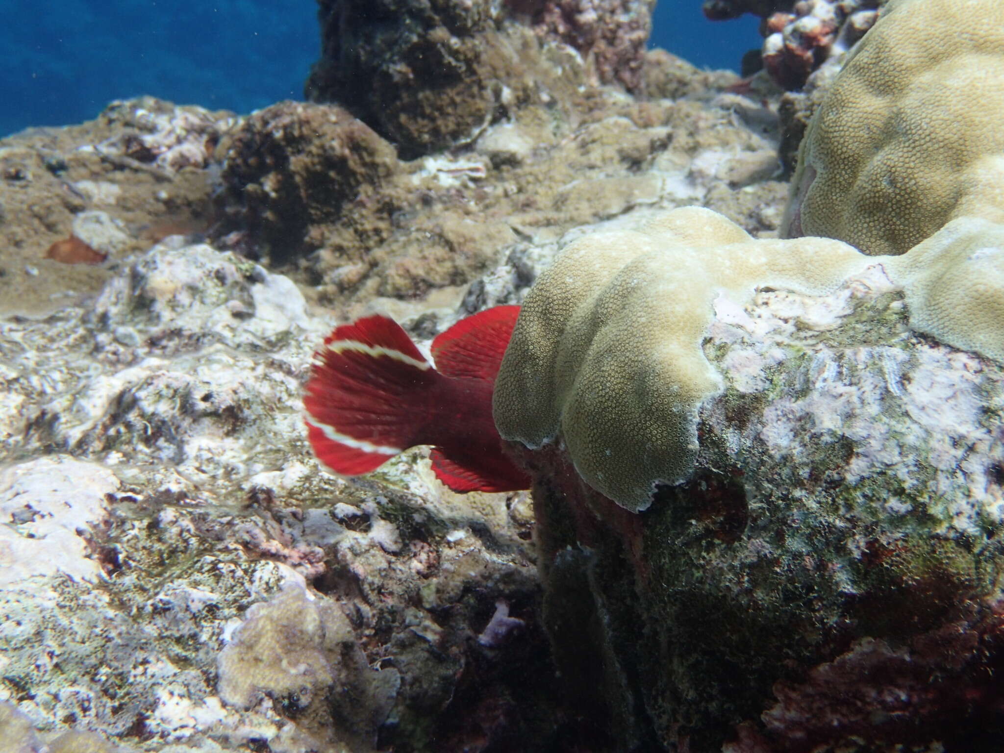 Cephalopholis urodeta (Forster 1801) resmi