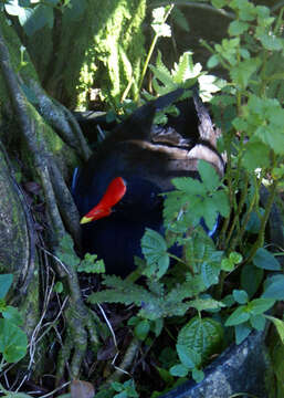 Image of Common Gallinule