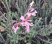 Image de Tritoniopsis revoluta (Burm. fil.) Goldblatt