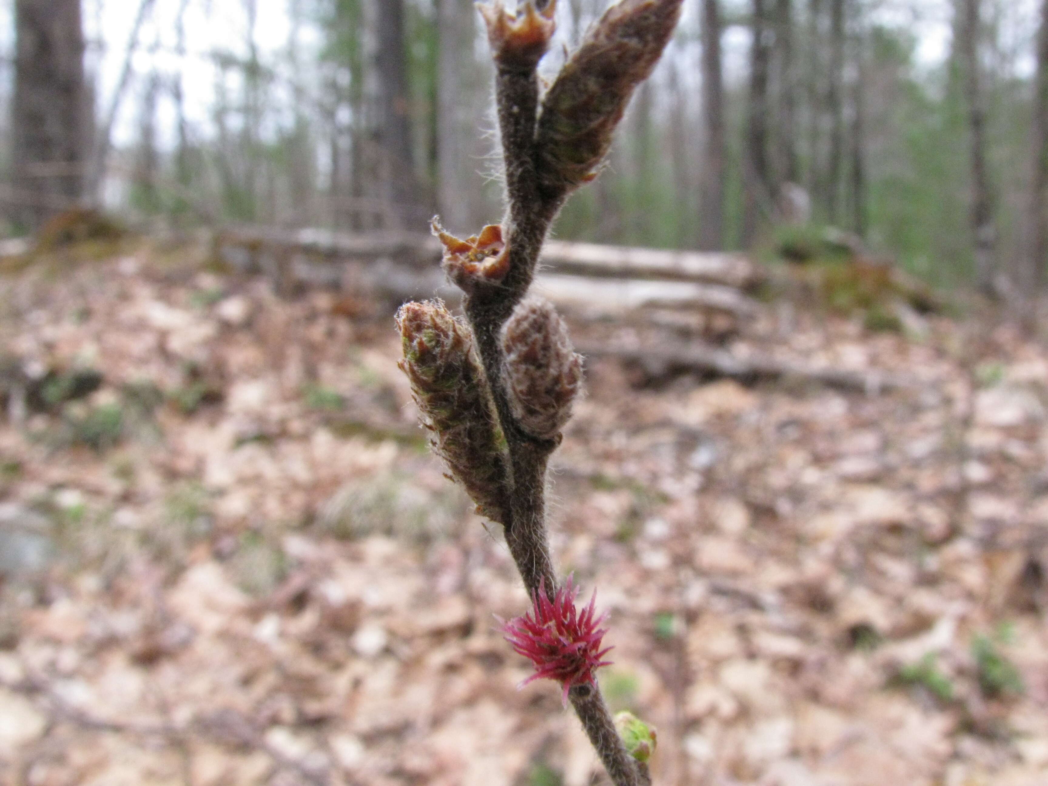 Image of sweet fern