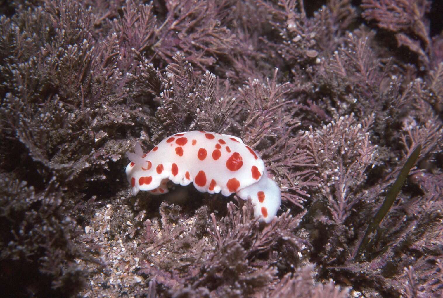 Image of Goniobranchus tasmaniensis (Bergh 1905)