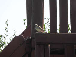 Image of Kenya Rufous-Sparrow