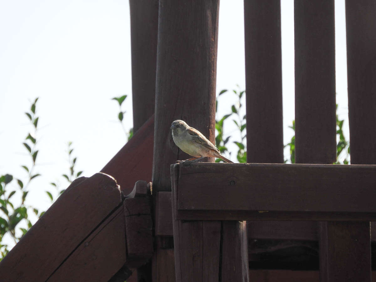 Image of Kenya Rufous-Sparrow