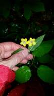 Image of fringed loosestrife