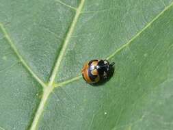 Image of Coccinella hieroglyphica kirbyi Crotch 1874