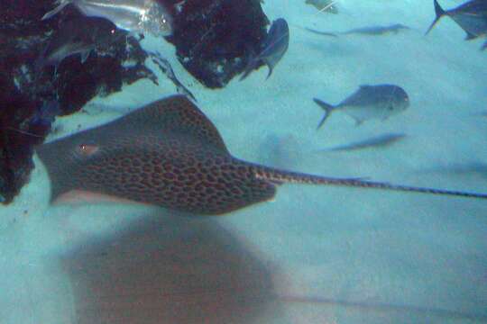 Image of Leopard Whipray