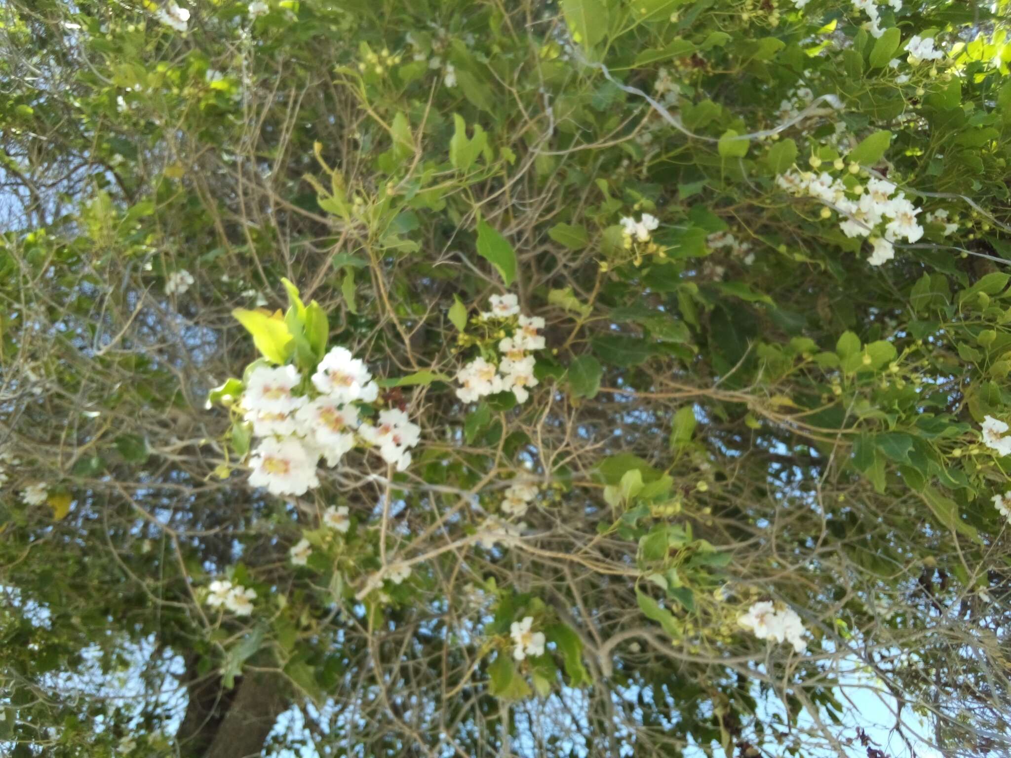 Image of Haitian catalpa