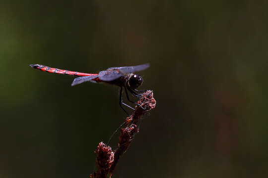 Sivun Austrothemis Ris 1909 kuva