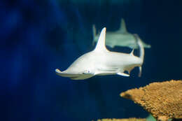 Image of Bonnethead Shark