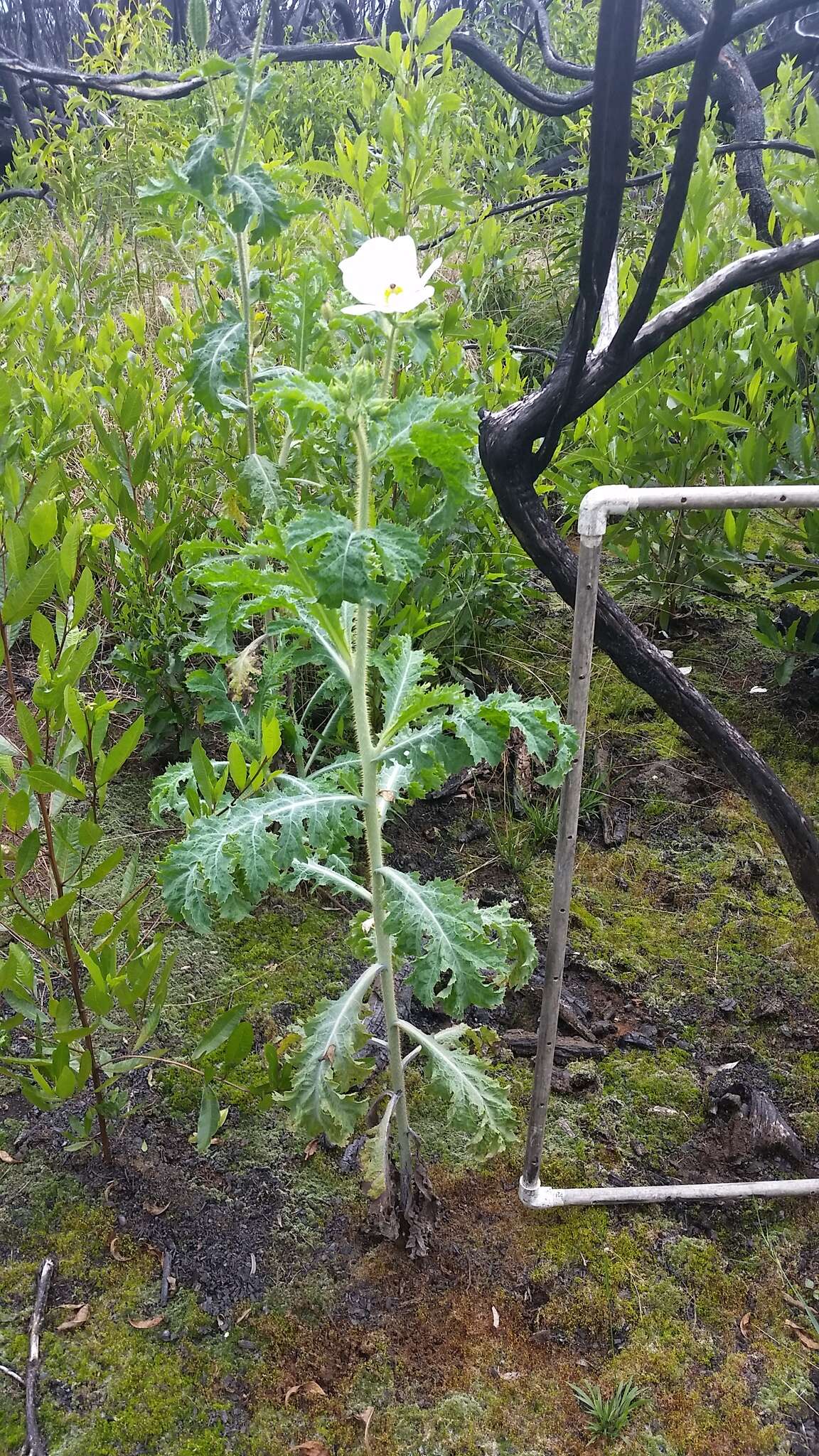 Image of Hawaiian prickly poppy