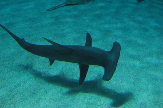 Image of Great Hammerhead