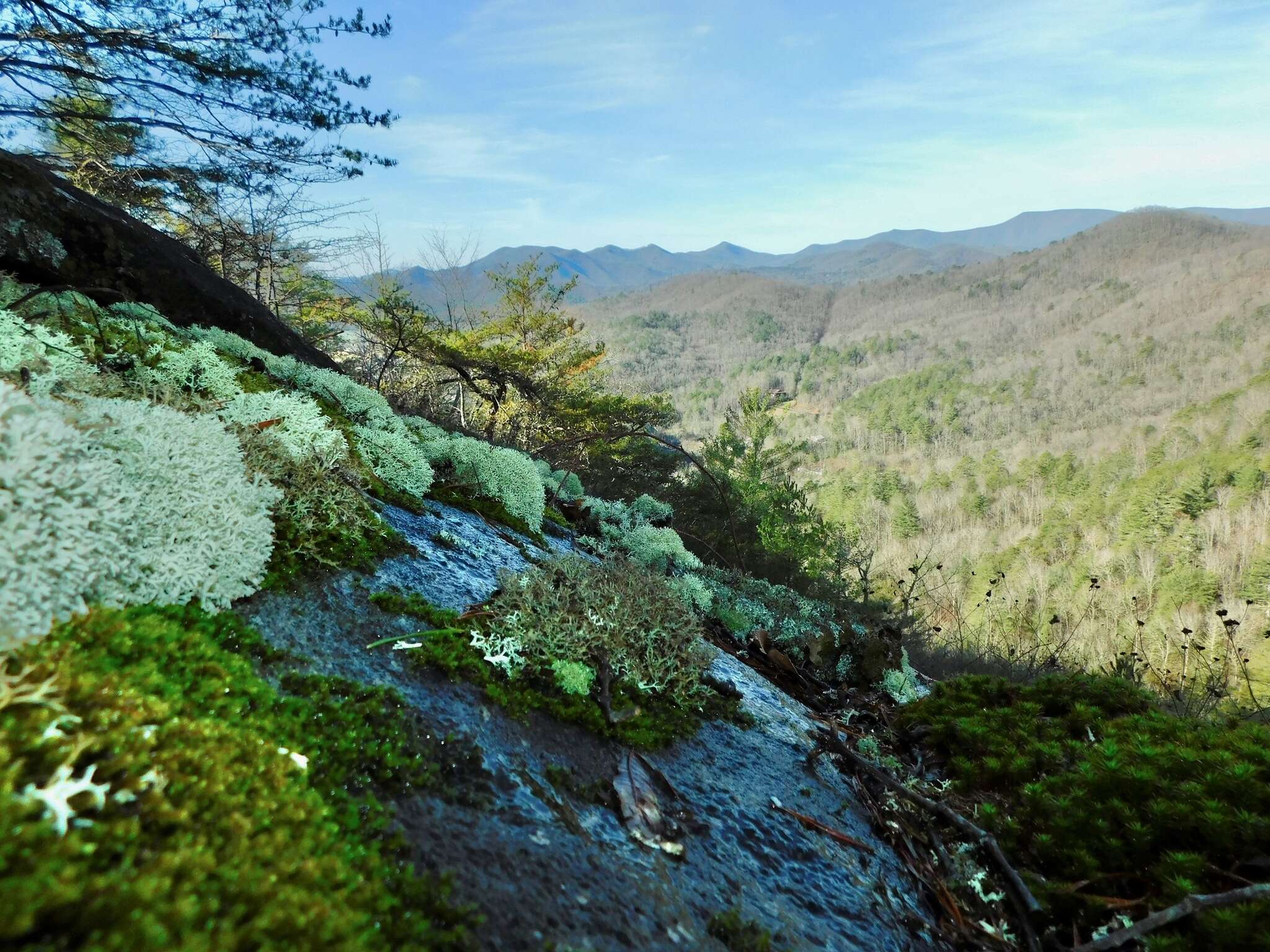 Image of Cladonia appalachensis