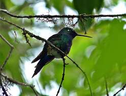 Image of Blue-capped Puffleg