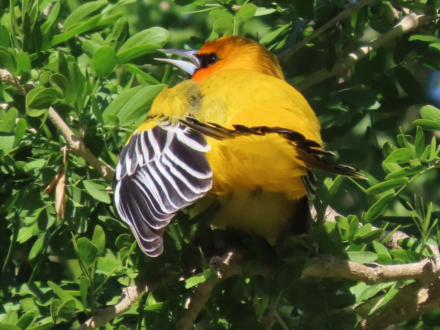 Image of Icterus pustulatus graysonii Cassin 1867