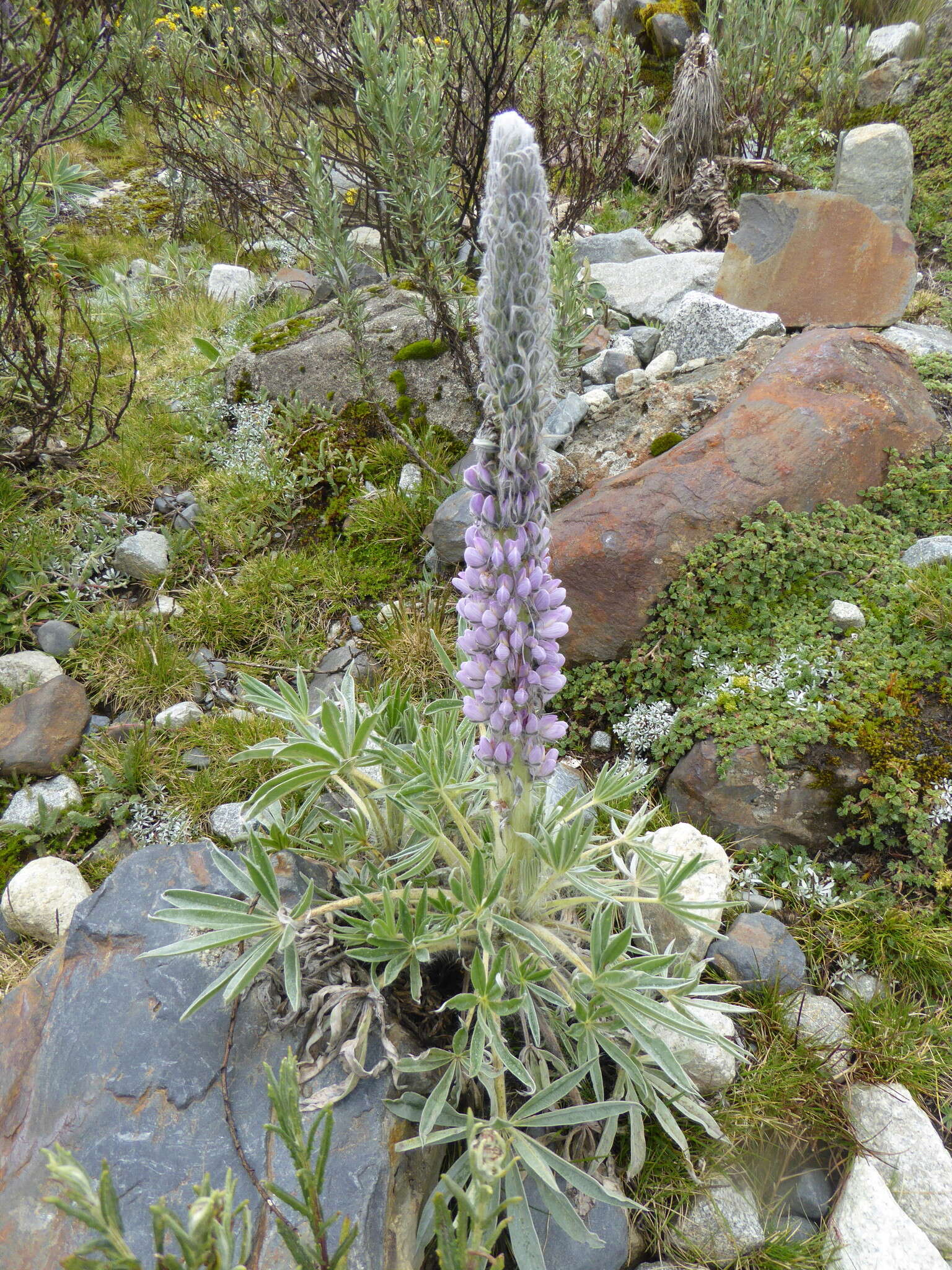 Sivun Lupinus weberbaueri Ulbr. kuva