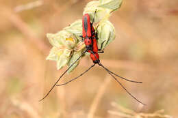 Image of Tylosis suturalis White 1853