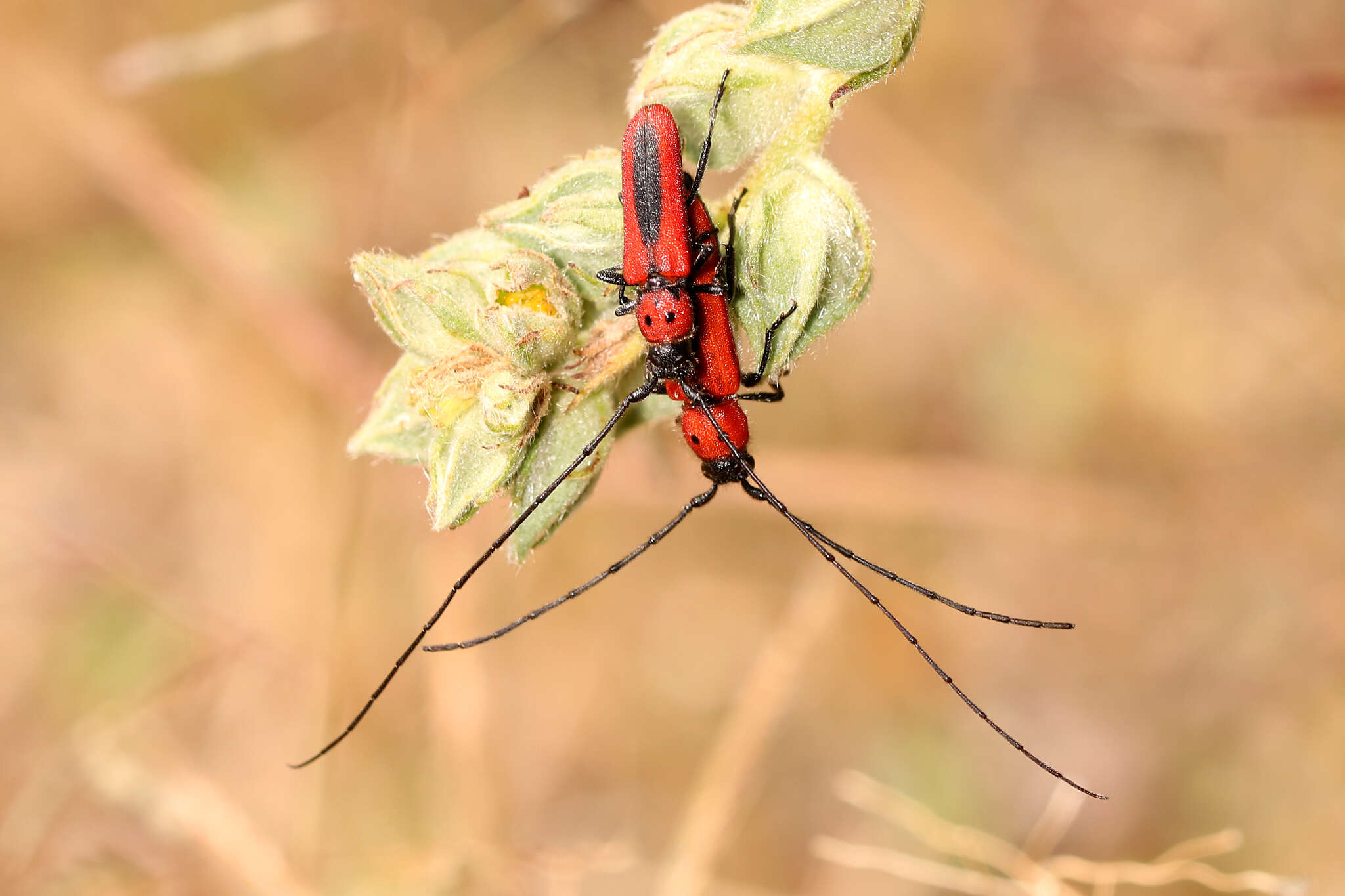 Image of Tylosis suturalis White 1853