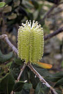 Imagem de Banksia integrifolia L. fil.