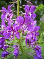 Image of Narrow-Leaf Fireweed