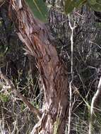 Image of Angophora hispida (Sm.) D. F. Blaxell