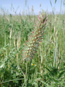 Image of Narrow Clover