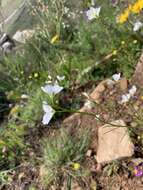 Image of Heliophila coronopifolia L.