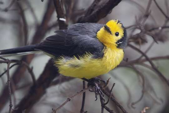 Myioborus ornatus chrysops (Salvin 1878) resmi