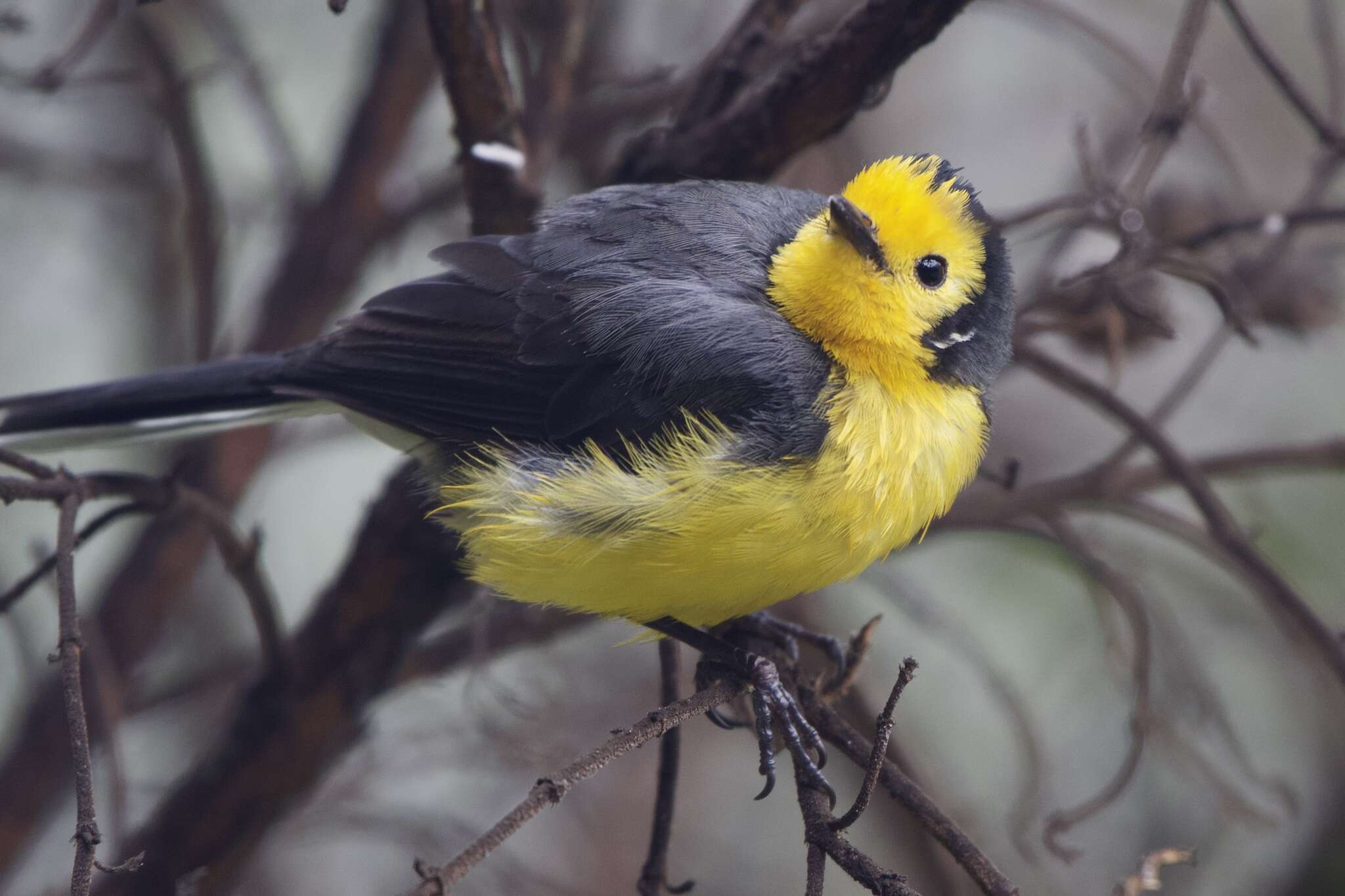 Plancia ëd Myioborus ornatus chrysops (Salvin 1878)