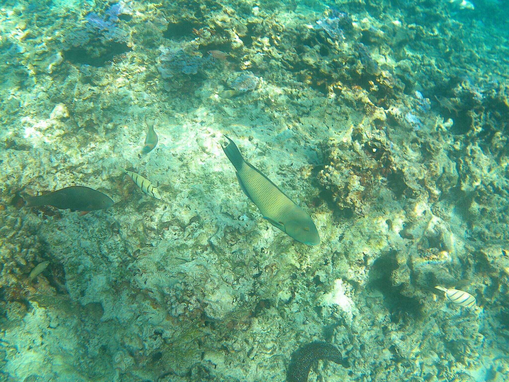 Image of Ballieu's wrasse